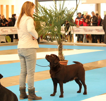 Labradores de la Salmantina - Cachorros labrador retriever chocolate - chocolates - cachorros - Rumors de Bocal&aacute;n - Elliot el Drag&oacute;n de Bocal&aacute;n - Brisa del Mar Funny Girl - Iguaz&uacute; de La Salmantina - Nilo de La Salmantina - Chablais Ethan - Penny Royal's Mattaponi - Ferrero Rocher de La Salmantina - Detian de La Salmantina - Winchester de La Salmantina