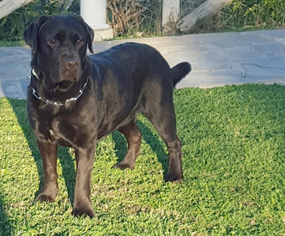 Labradores de la Salmantina - Cachorros labrador retriever chocolate - chocolates - cachorros - Rumors de Bocal&aacute;n - Elliot el Drag&oacute;n de Bocal&aacute;n - Brisa del Mar Funny Girl - Iguaz&uacute; de La Salmantina - Nilo de La Salmantina - Chablais Ethan - Penny Royal's Mattaponi - Ferrero Rocher de La Salmantina - Detian de La Salmantina - Winchester de La Salmantina