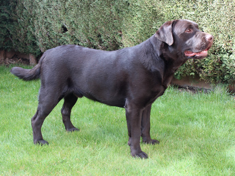 Labradores de la Salmantina - Cachorros labrador retriever chocolate - chocolates - cachorros - Rumors de Bocal&aacute;n - Elliot el Drag&oacute;n de Bocal&aacute;n - Brisa del Mar Funny Girl - Iguaz&uacute; de La Salmantina - Nilo de La Salmantina - Chablais Ethan - Penny Royal's Mattaponi - Ferrero Rocher de La Salmantina - Detian de La Salmantina - Winchester de La Salmantina