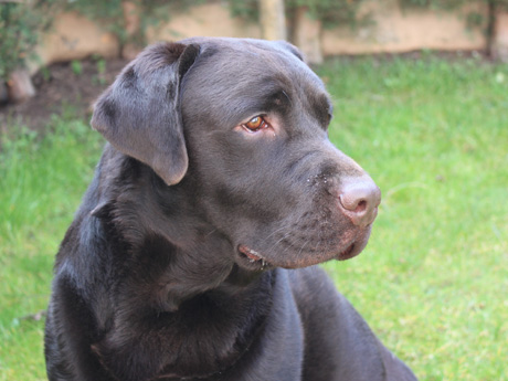 Labradores de la Salmantina - Cachorros labrador retriever chocolate - chocolates - cachorros - Rumors de Bocal&aacute;n - Elliot el Drag&oacute;n de Bocal&aacute;n - Brisa del Mar Funny Girl - Iguaz&uacute; de La Salmantina - Nilo de La Salmantina - Chablais Ethan - Penny Royal's Mattaponi - Ferrero Rocher de La Salmantina - Detian de La Salmantina - Winchester de La Salmantina