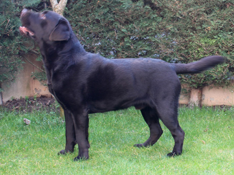 Labradores de la Salmantina - Cachorros labrador retriever chocolate - chocolates - cachorros - Rumors de Bocal&aacute;n - Elliot el Drag&oacute;n de Bocal&aacute;n - Brisa del Mar Funny Girl - Iguaz&uacute; de La Salmantina - Nilo de La Salmantina - Chablais Ethan - Penny Royal's Mattaponi - Ferrero Rocher de La Salmantina - Detian de La Salmantina - Winchester de La Salmantina