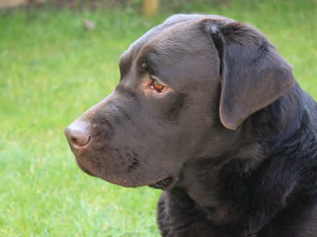 Labradores de la Salmantina - Cachorros labrador retriever chocolate - chocolates - cachorros - Rumors de Bocal&aacute;n - Elliot el Drag&oacute;n de Bocal&aacute;n - Brisa del Mar Funny Girl - Iguaz&uacute; de La Salmantina - Nilo de La Salmantina - Chablais Ethan - Penny Royal's Mattaponi - Ferrero Rocher de La Salmantina - Detian de La Salmantina - Winchester de La Salmantina