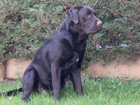 Labradores de la Salmantina - Cachorros labrador retriever chocolate - chocolates - cachorros - Rumors de Bocal&aacute;n - Elliot el Drag&oacute;n de Bocal&aacute;n - Brisa del Mar Funny Girl - Iguaz&uacute; de La Salmantina - Nilo de La Salmantina - Chablais Ethan - Penny Royal's Mattaponi - Ferrero Rocher de La Salmantina - Detian de La Salmantina - Winchester de La Salmantina