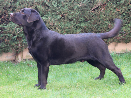 Labradores de la Salmantina - Cachorros labrador retriever chocolate - chocolates - cachorros - Rumors de Bocal&aacute;n - Elliot el Drag&oacute;n de Bocal&aacute;n - Brisa del Mar Funny Girl - Iguaz&uacute; de La Salmantina - Nilo de La Salmantina - Chablais Ethan - Penny Royal's Mattaponi - Ferrero Rocher de La Salmantina - Detian de La Salmantina - Winchester de La Salmantina