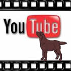 Canal Youtube Labradores de la Salmantina